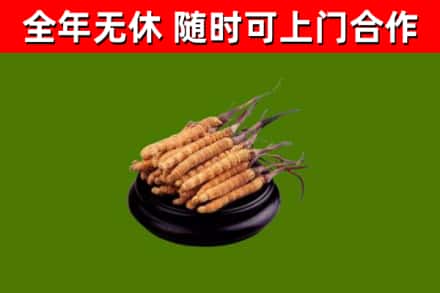 丹东烟酒回收冬虫夏草.jpg